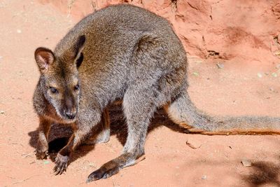 Bennets Wallaby