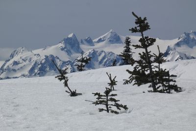 Hurricane Ridge 2025