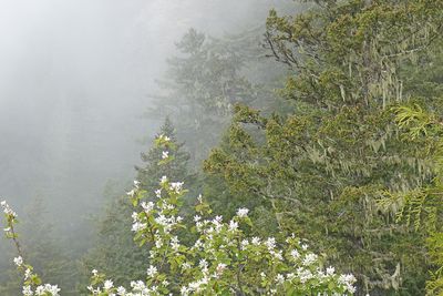 Hurricane Ridge 2025