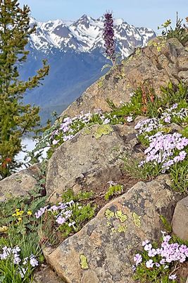 Hurricane Ridge 2025