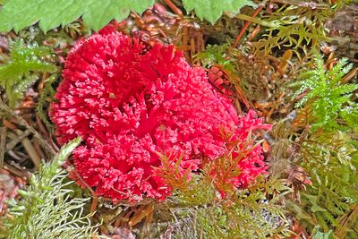 2025 Fall on the Olympic Peninsula