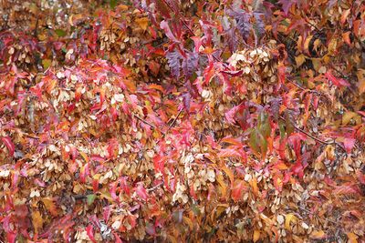 2025 Fall on the Olympic Peninsula