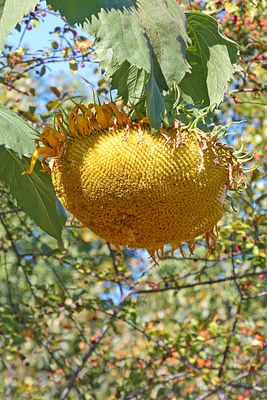 2025 Fall on the Olympic Peninsula