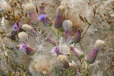 2025 Fall on the Olympic Peninsula