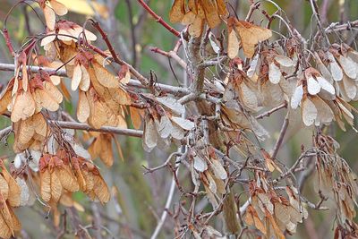 2025 Fall on the Olympic Peninsula