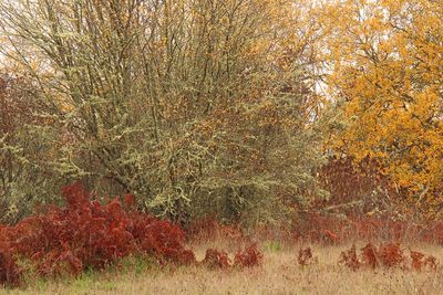 2025 Fall on the Olympic Peninsula