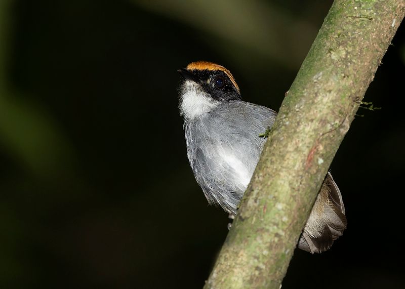 BLACK-CHEECKED GNATEATER - Conopophaga melanops - ZWARTWANGMUGGENETER