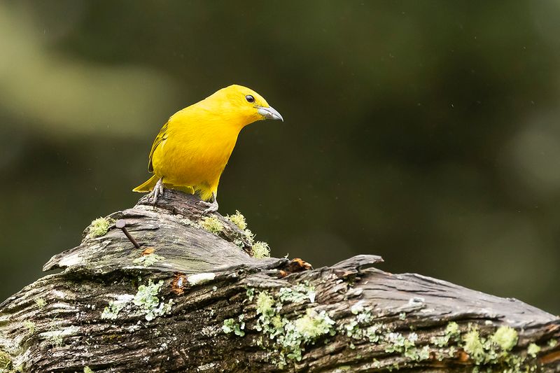 HEPATIC TANAGER - Piranga flava - LAAGLANDLEVERTANGARE