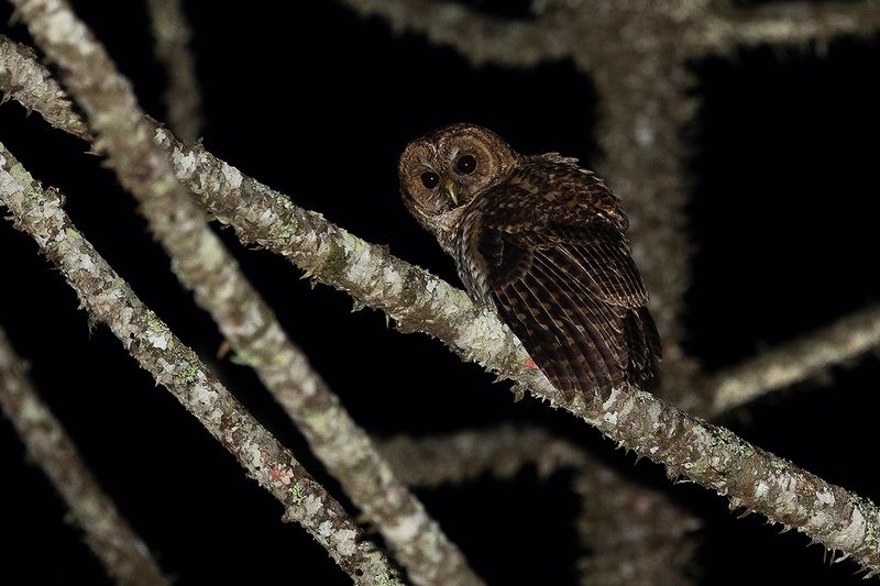 RUSTY-BARRED OWL - Strix hylophila - BRAZILIAANSE BOSUIL