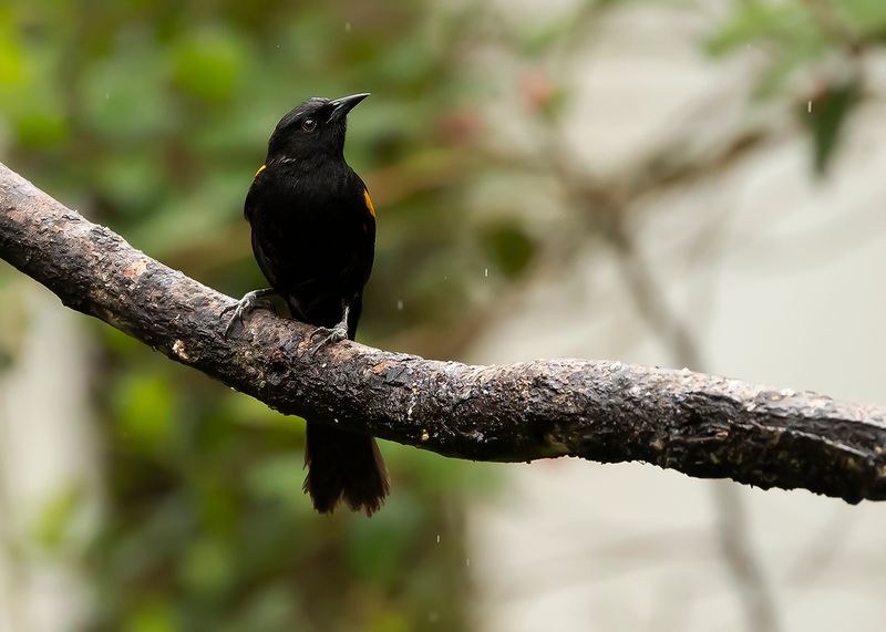 VARIABLE ORIOLE - Icterus pyrrhopterus - VUURVLEUGELTROEPIAAL