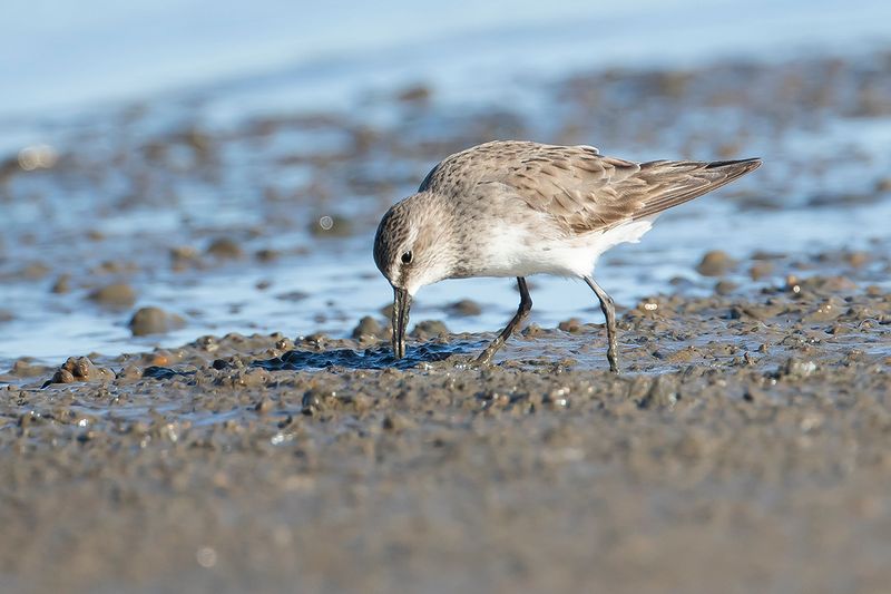 WHITE-RUMPED SANDPIPER - Calidris fuscicollis - BONAPARTES STRANDLOPER