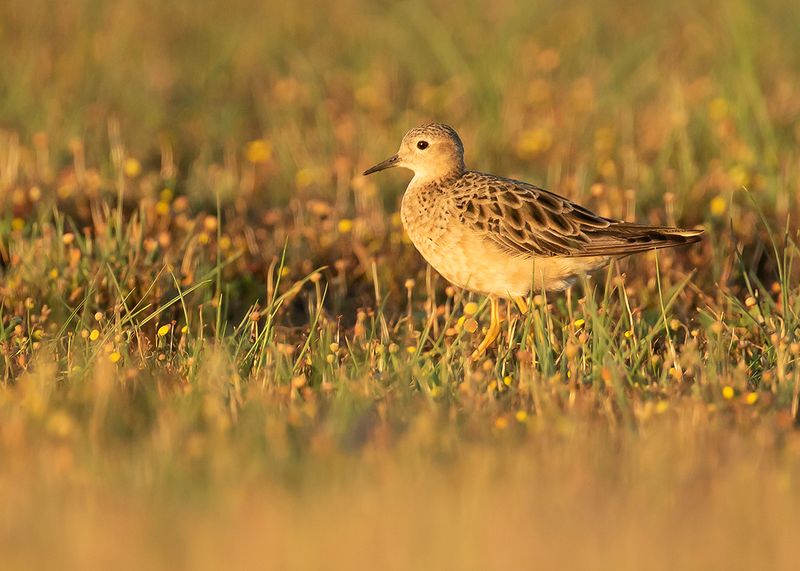 BUFF-BREASTED SANDPIPER - Tryngites rufescens - BLONDE RUITER