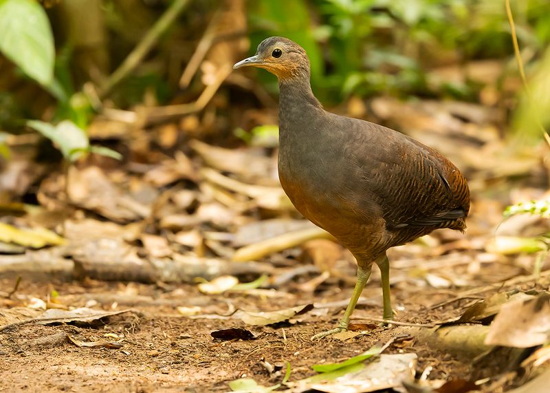 YELLOW-LEGGED TINAMOU - Crypturellus noctivagus - GEELPOOTTINAMOE