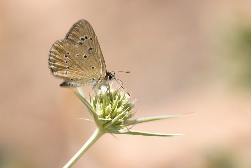 SPAANS ESPARCETTEBLAUWTJE - Polyommatus fabressei - OBERTHURS ANOMALOUS BLUE