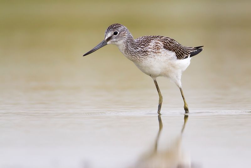 COMMON GREENSHANK - Tringa nebularia - GROENPOOTRUITER 