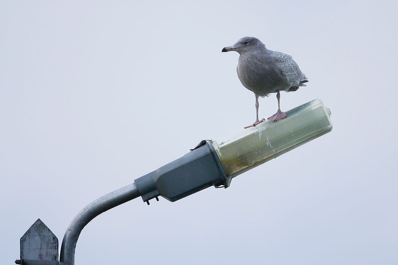 GLAUCOUS GULL - Larus hyperboreus - GROTE BURGEMEESTER