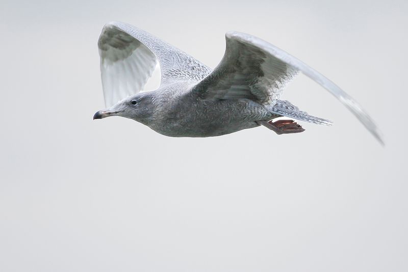 GLAUCOUS GULL - Larus hyperboreus - GROTE BURGEMEESTER