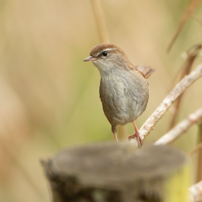 CETTIS ZANGER - Cettia cetti  - CETTIS WARBLER