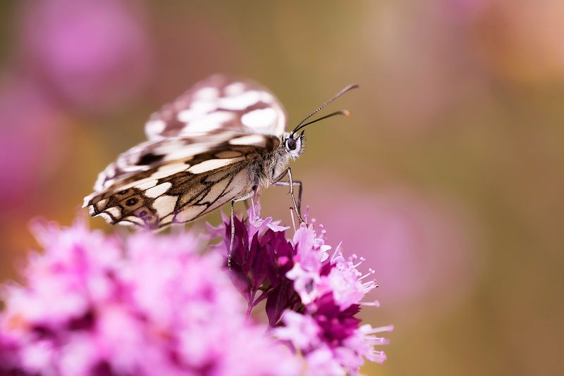 MARBLED WHITE - Melanargia galathea - DAMBORDJE