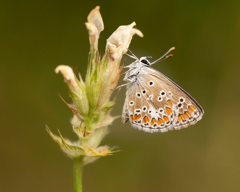 BROWN ARGUS - Aricia agestis - BRUIN BLAUWTJE