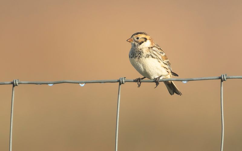 LAPLAND LONGSPUR - Calcarius lapponicus - IJSGORS