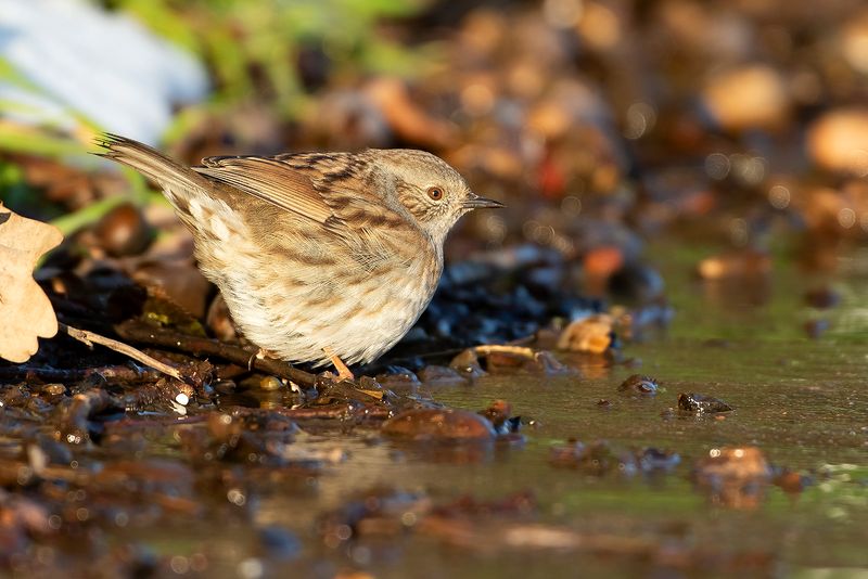 DUNNOCK - Prunella modularis - HEGGENMUS