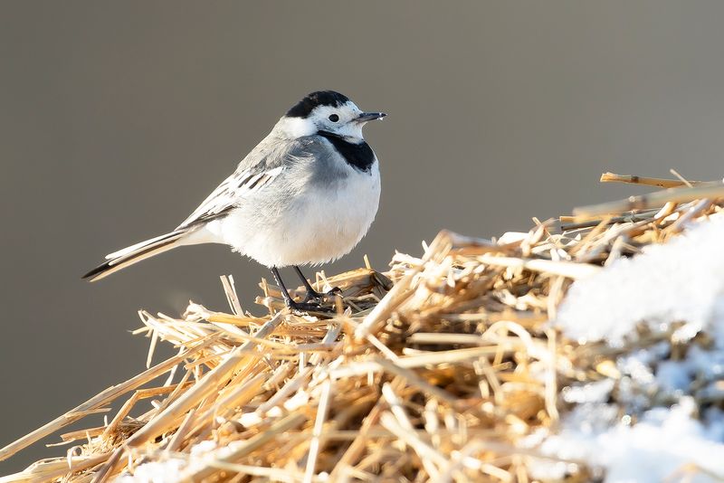 WHITE WAGTAIL - Motacilla alba - WITTE KWIKSTAART
