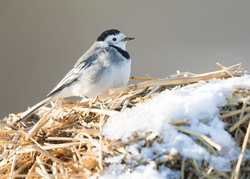 WHITE WAGTAIL - Motacilla alba - WITTE KWIKSTAART
