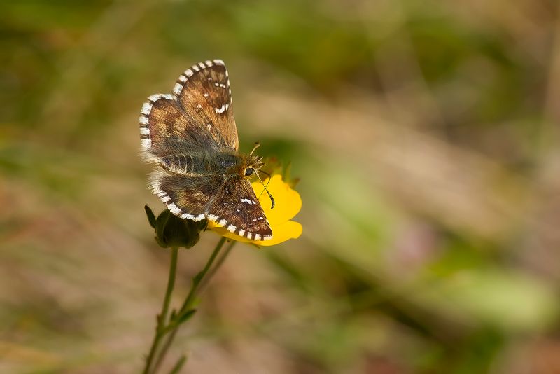 WESTELIJK SPIKKELDIKKOPJE - Pyrgus carlinae - CARLINE SKIPPER - HESPÉRIE DE LA  PARCINIÈRE