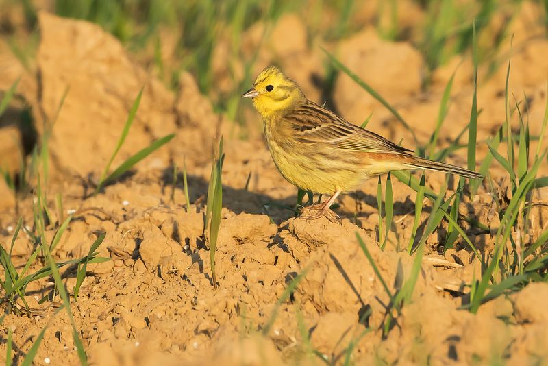 YELLOWHAMMER - Emberiza citrinella - GEELGORS