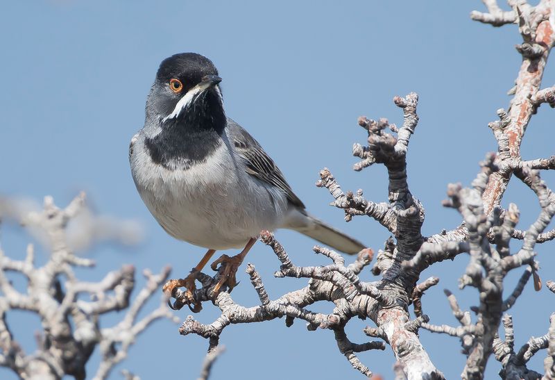 RÜPPELLS GRASMUS - Curruca ruppeli - RÜPPELLS WARBLER