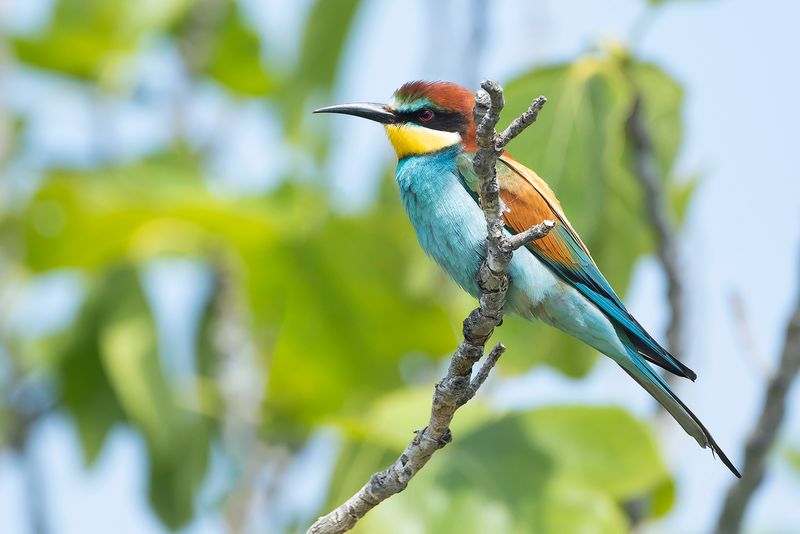 BIJENETER - Merops apiaster - EUROPEAN BEE-EATER