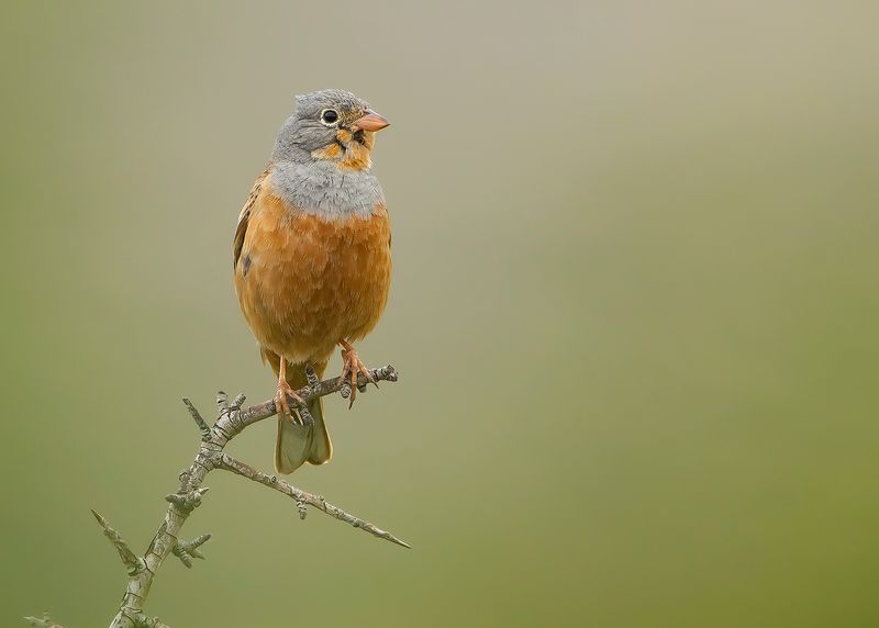 BRUINKEELORTOLAAN - Emberiza caesia - CRETZSCHMARS BUNTING