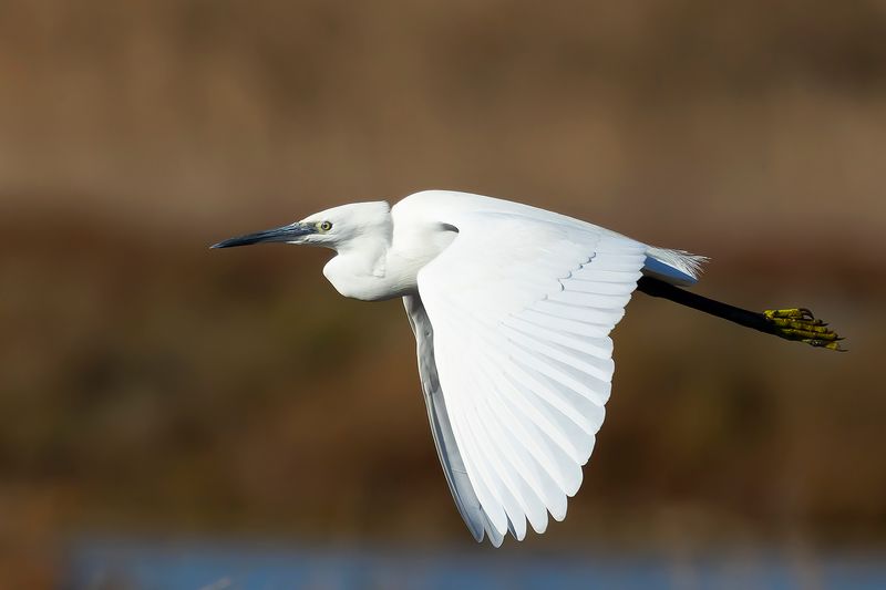 KLEINE ZILVERREIGER - Egretta garzetta - LITTLE EGRET