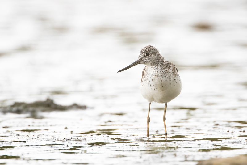 GROENPOOTRUITER - Tringa nebularia - GREENSHANK