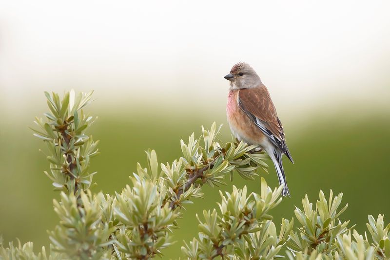 KNEU - Linaria cannabina - COMMON LINNET