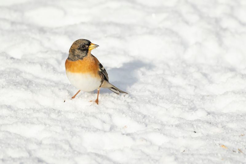 KEEP - Fringilla montifringilla - BRAMBLING 