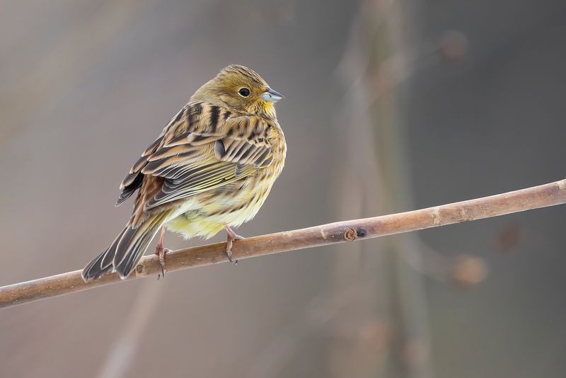 GEELGORS - Emberiza citrinella - YELLOWHAMMER 