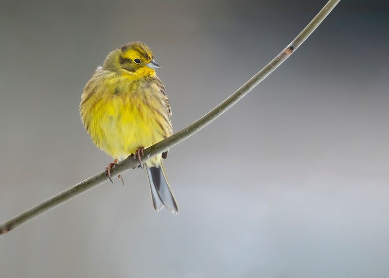 GEELGORS - Emberiza citrinella - YELLOWHAMMER 