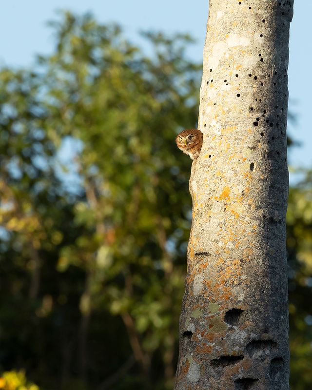 CUBAN PYGMY OWL - Glaucidium siju - CUBAANSE DWERGUIL (1600px).jpg
