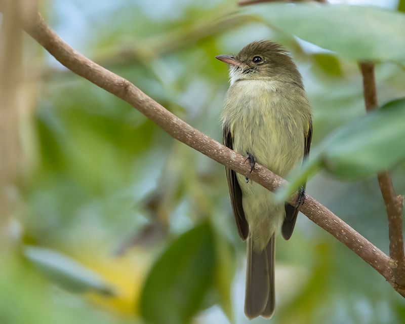 CARIBBEAN ELAENIA - Elaenia martinica - WITBUIKELENIA
