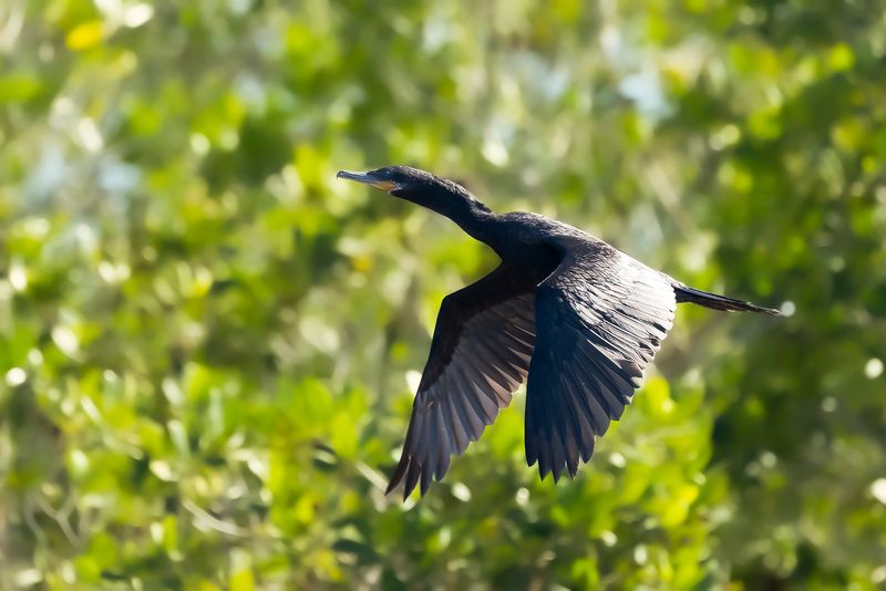 NEOTROPIC CORMORANT - Nannopterum brasilianum - BIGUA-AALSCHOLVER