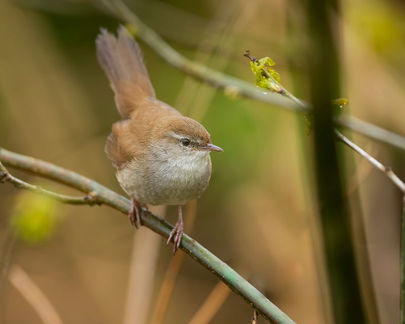 CETTIS ZANGER - Cettia cetti - CETTIS WARBLER