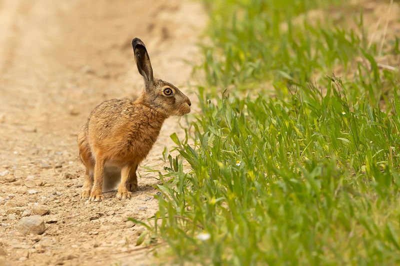 EUROPESE HAAS - Lepus europaeus - EUROPEAN HARE