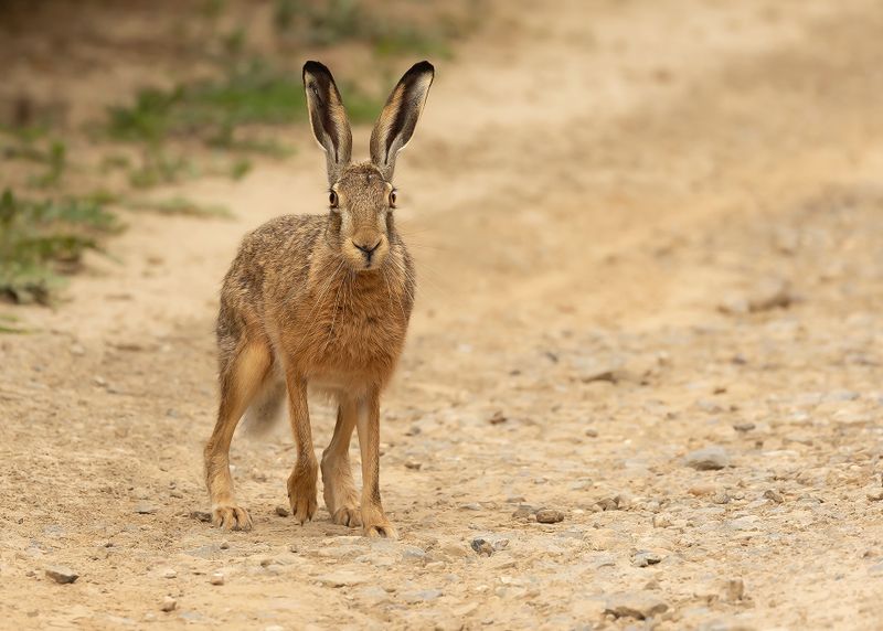 EUROPESE HAAS - Lepus europaeus - EUROPEAN HARE