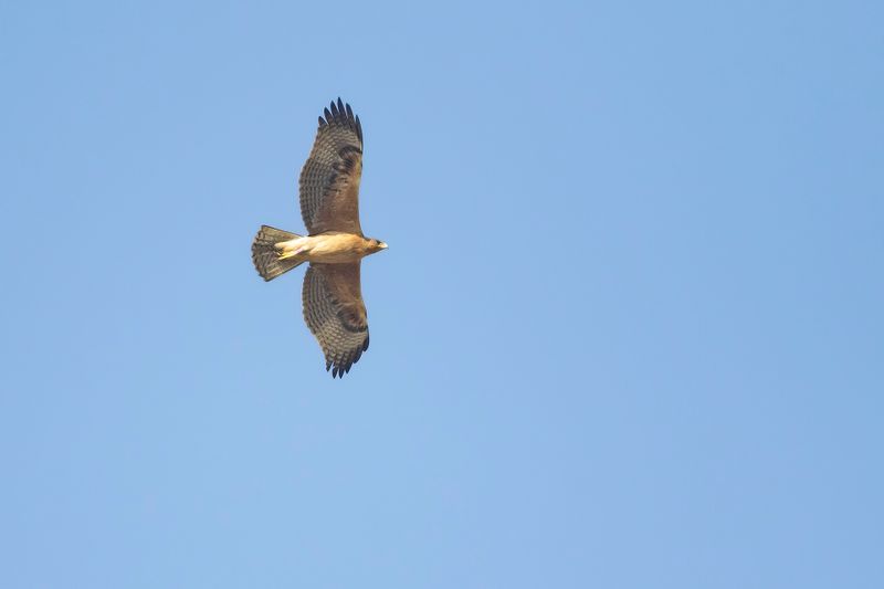 HAVIKAREND - Aquila fasciata - BONELLIS EAGLE