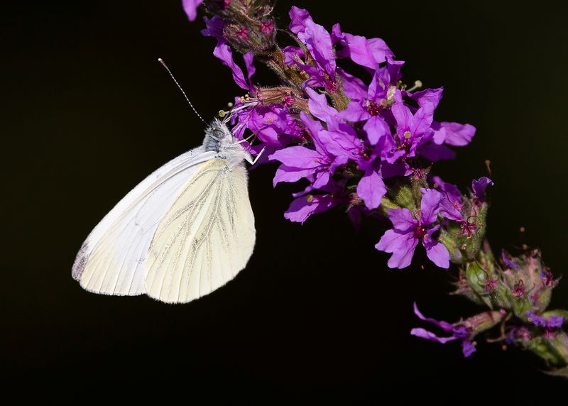 KLEIN GEADERD WITJE - Pieris napi - GREEN-VEINED WHITE