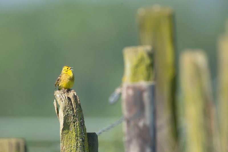 GEELGORS - Emberiza citrinella - YELLOWHAMMER