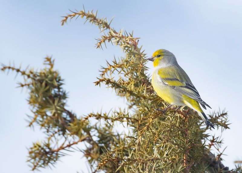 CITROENSIJS - Carduelis citrinella - CITRIL FINCH