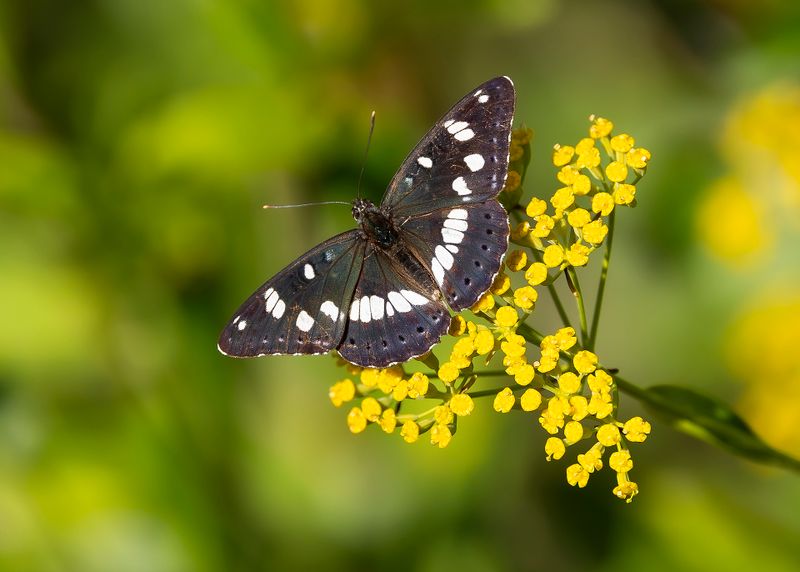 BLAUWE IJSVOGELVLINDER - Limenitis reducta - SOUTHERN WHITE ADMIRAL